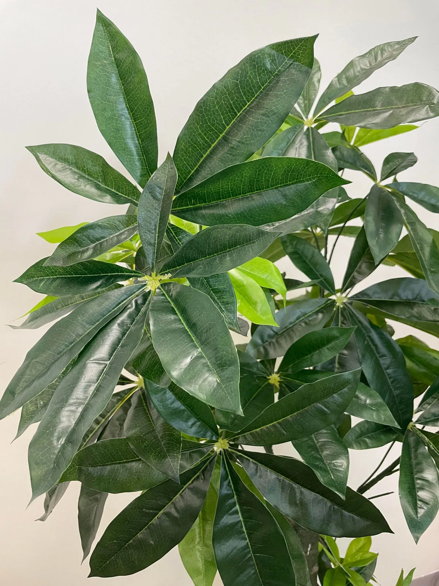 Artificial Money Tree - 5.5'