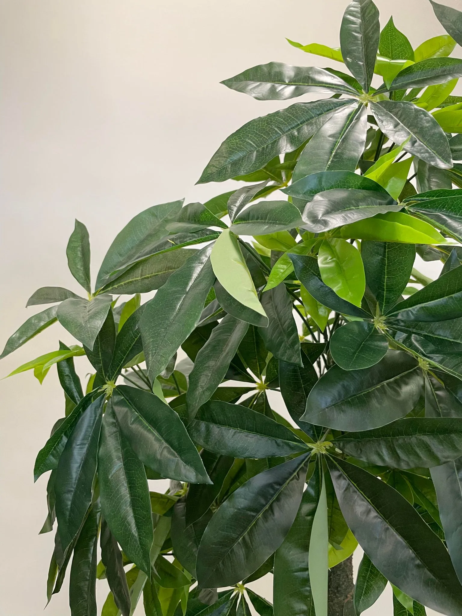 Artificial Money Tree - 6'