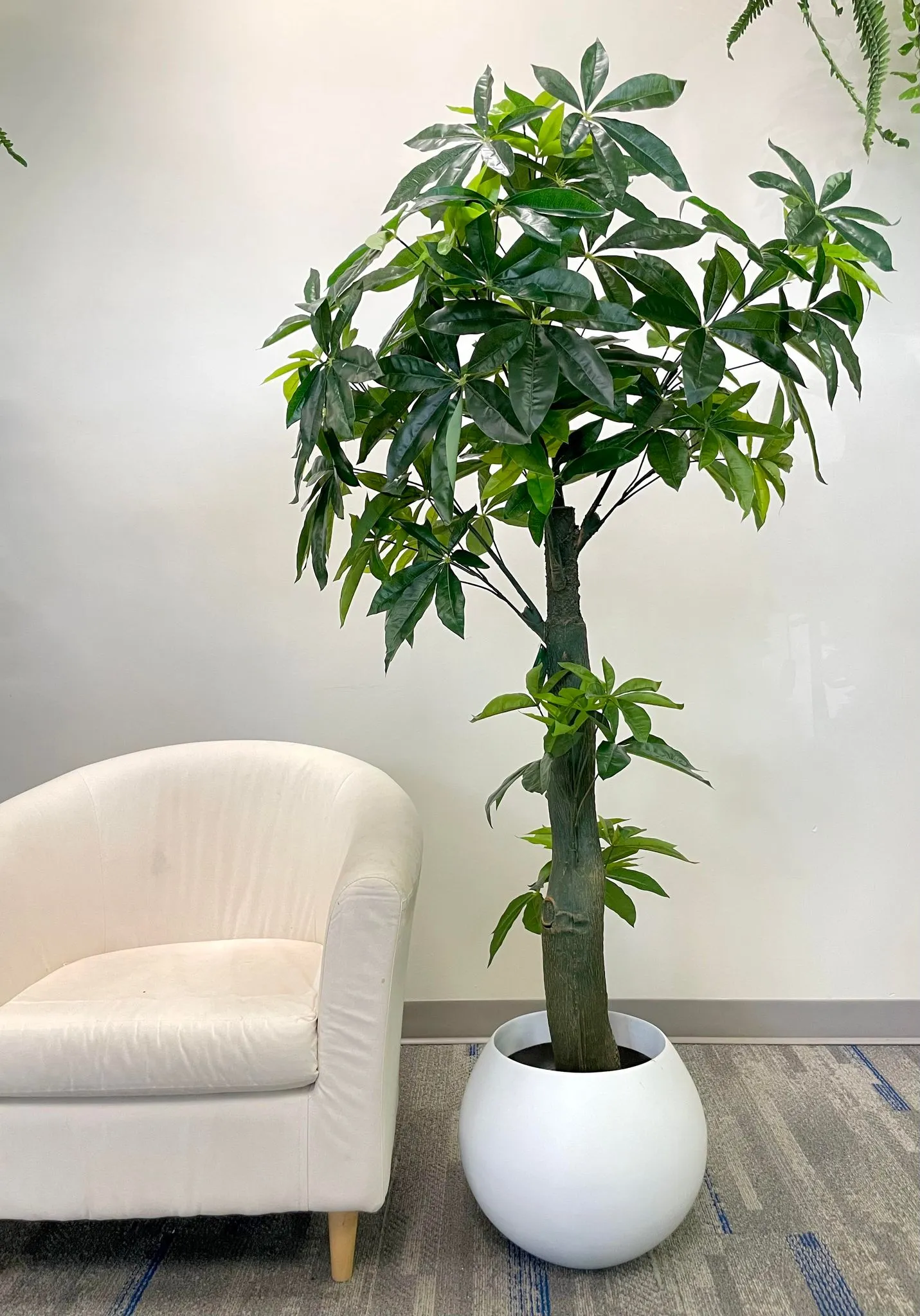 Artificial Money Tree - 6'